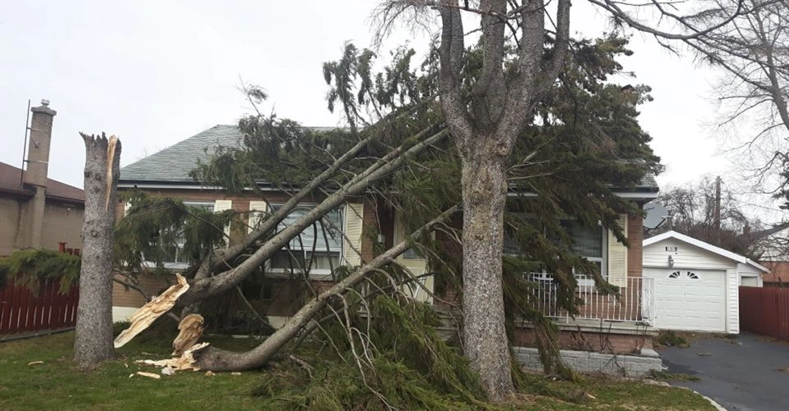 Large fallen tree and branches in front of a house after a storm